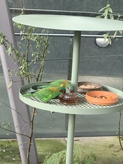 Glossopsitta concinna