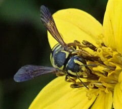 Paranthidium jugatorium