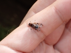 Scholastes bimaculatus