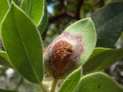 Exobasidium arctostaphyli