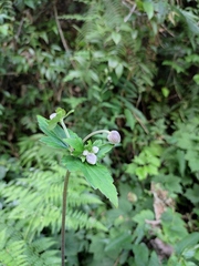 Eriocapitella vitifolia