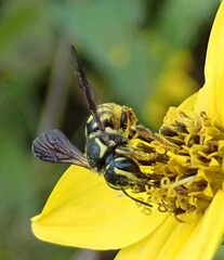 Paranthidium jugatorium