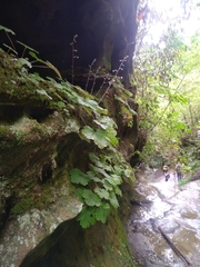 Heuchera missouriensis