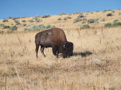 Bison bison