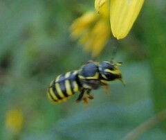 Paranthidium jugatorium