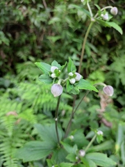 Eriocapitella vitifolia