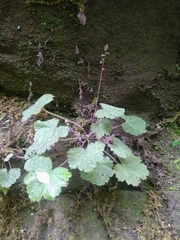 Heuchera missouriensis