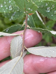 Spiraea douglasii