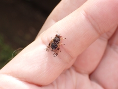 Scholastes bimaculatus