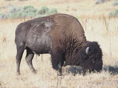 Bison bison