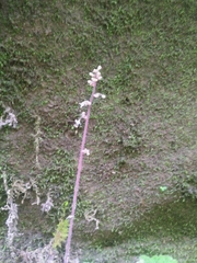 Heuchera missouriensis