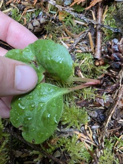 Pyrola asarifolia
