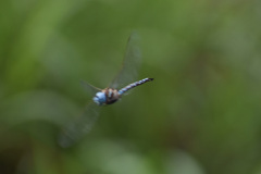 Rhionaeschna multicolor