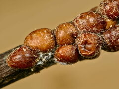 Parthenolecanium rufulum