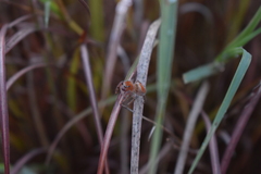 Phidippus cardinalis