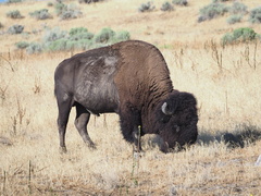 Bison bison