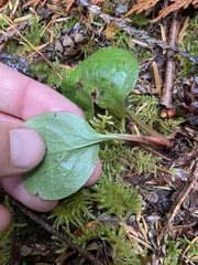 Pyrola asarifolia