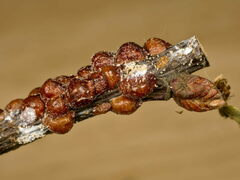 Parthenolecanium rufulum