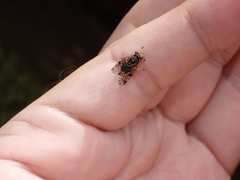 Scholastes bimaculatus