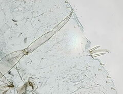 Parthenolecanium rufulum