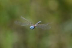 Rhionaeschna multicolor