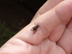 Scholastes bimaculatus