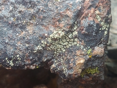 Rhizoplaca chrysoleuca