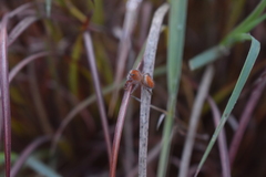 Phidippus cardinalis