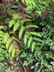 Woodwardia unigemmata