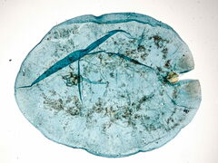 Parthenolecanium rufulum