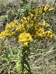 Solidago missouriensis