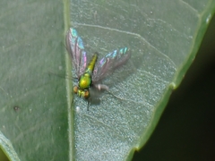 Chrysosomatini