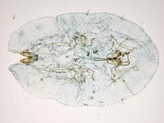 Parthenolecanium rufulum