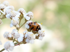 Hippodamia caseyi