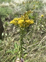 Solidago missouriensis