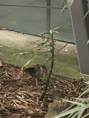 Gallirallus philippensis