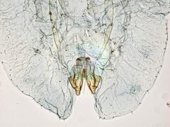 Parthenolecanium rufulum