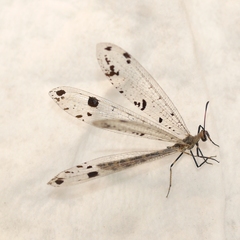 Dendroleon obsoletus