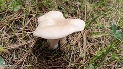 Clitopilus prunulus