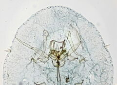 Parthenolecanium rufulum