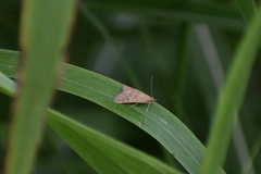 Pyraustini
