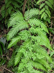 Woodwardia unigemmata