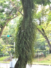 Pyrrosia longifolia