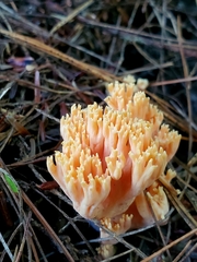 Ramaria formosa