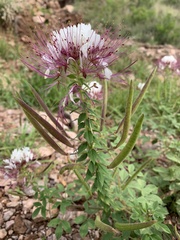 Polanisia dodecandra