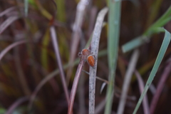Phidippus cardinalis