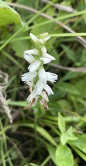 Spiranthes magnicamporum