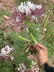 Polanisia dodecandra