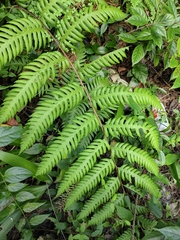 Woodwardia unigemmata