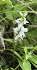 Spiranthes magnicamporum